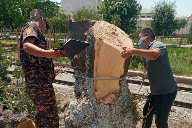 В Самаркандской области незаконно вырубили ценные породы деревьев